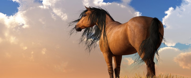 Leg geen zadel op een wild paard