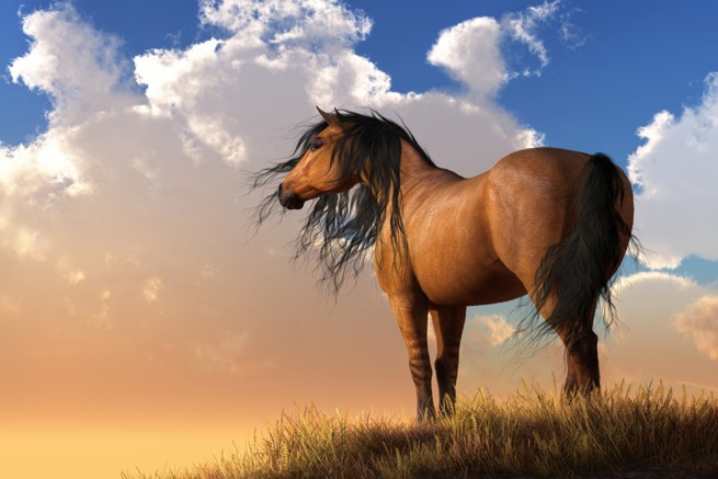 Leg geen zadel op een wild paard