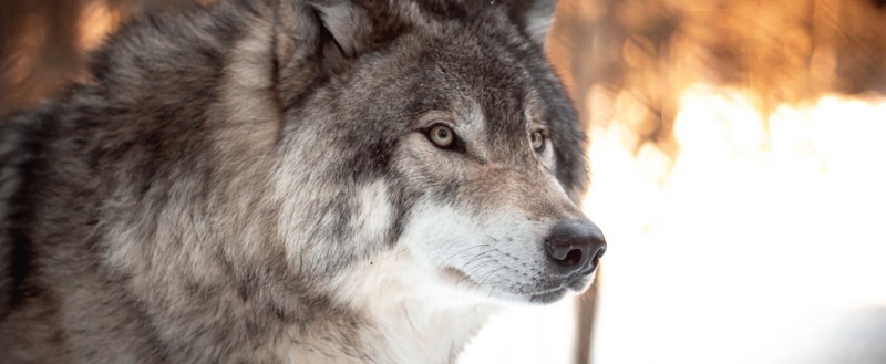 Los problemen op, net als Winston Wolf uit Pulp Fiction